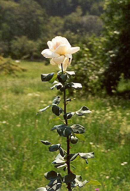 roseatthemonastery