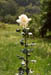 roseatthemonastery
